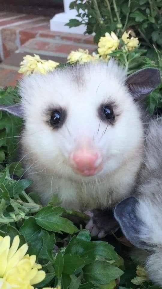 Extra small opossum